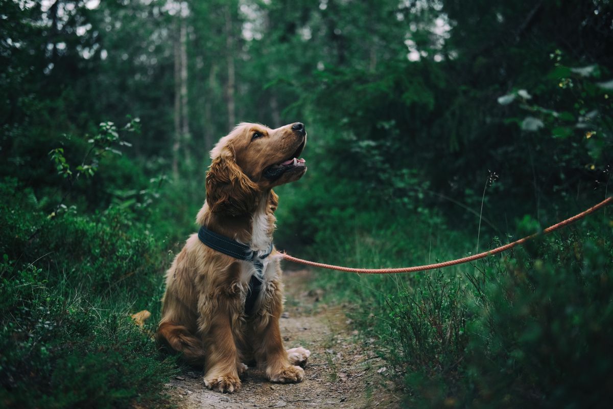 Hond zit aan de lijn op een bospad