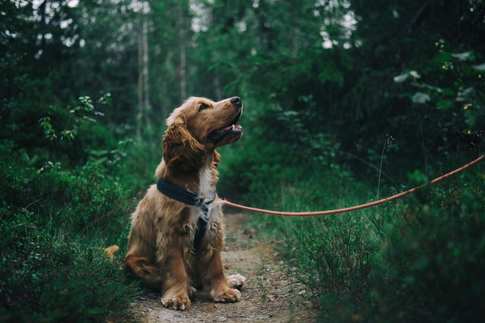 Hond zit aan de lijn op een bospad