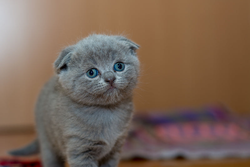 Grijs kitten met blauwe ogen op een tapijt
