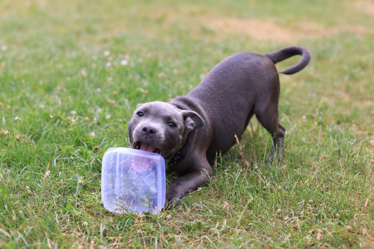 Pup bijt op een plastic bakje