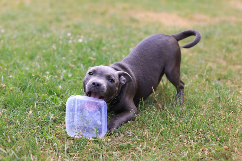 Pup bijt op een plastic bakje