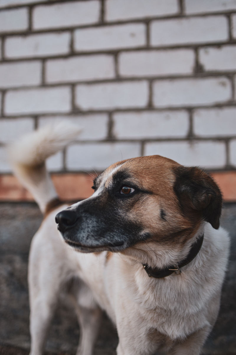 Vrolijke hond met kwispelende staart buiten in het gras