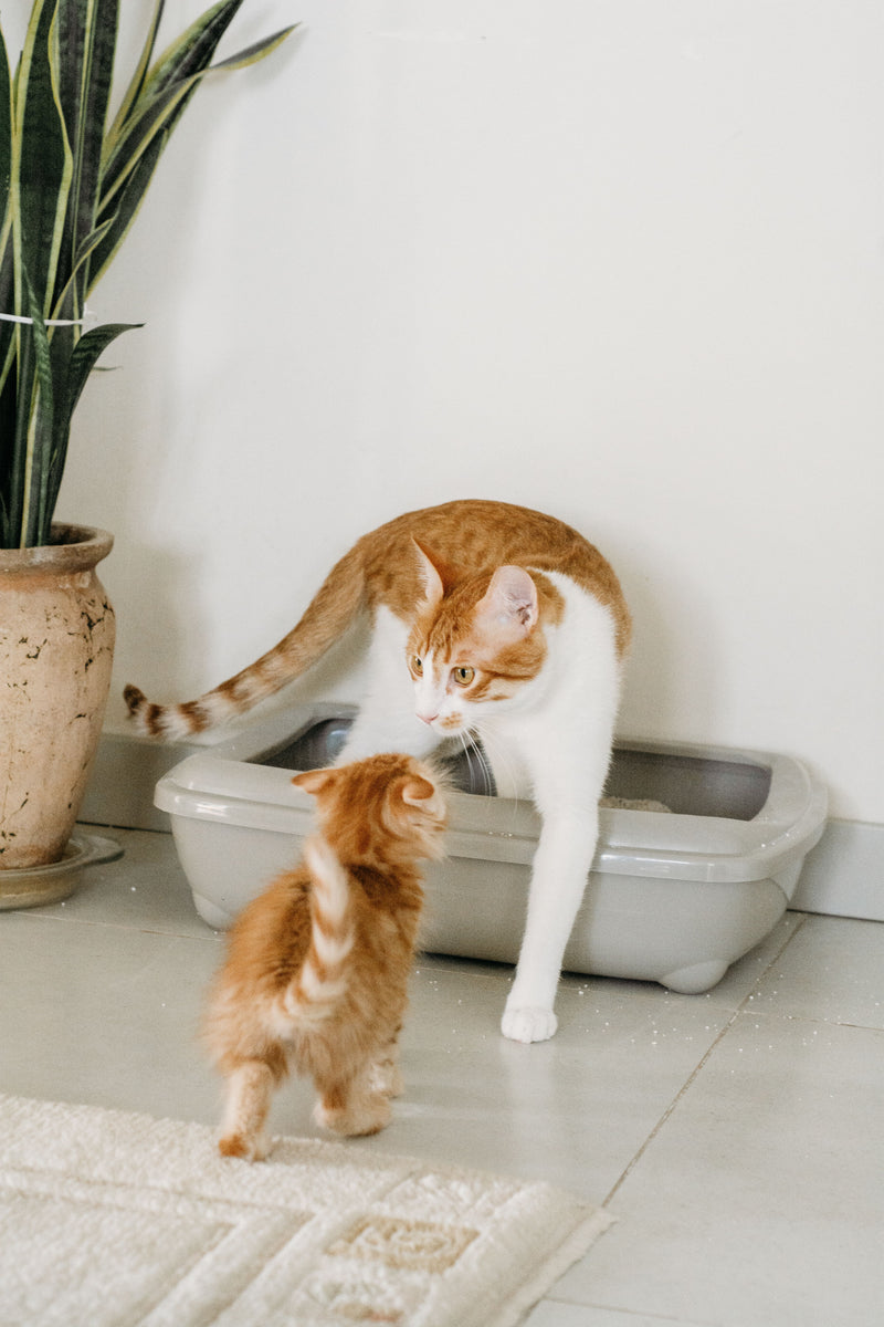Kat zit naast een kattenbak in de woonkamer