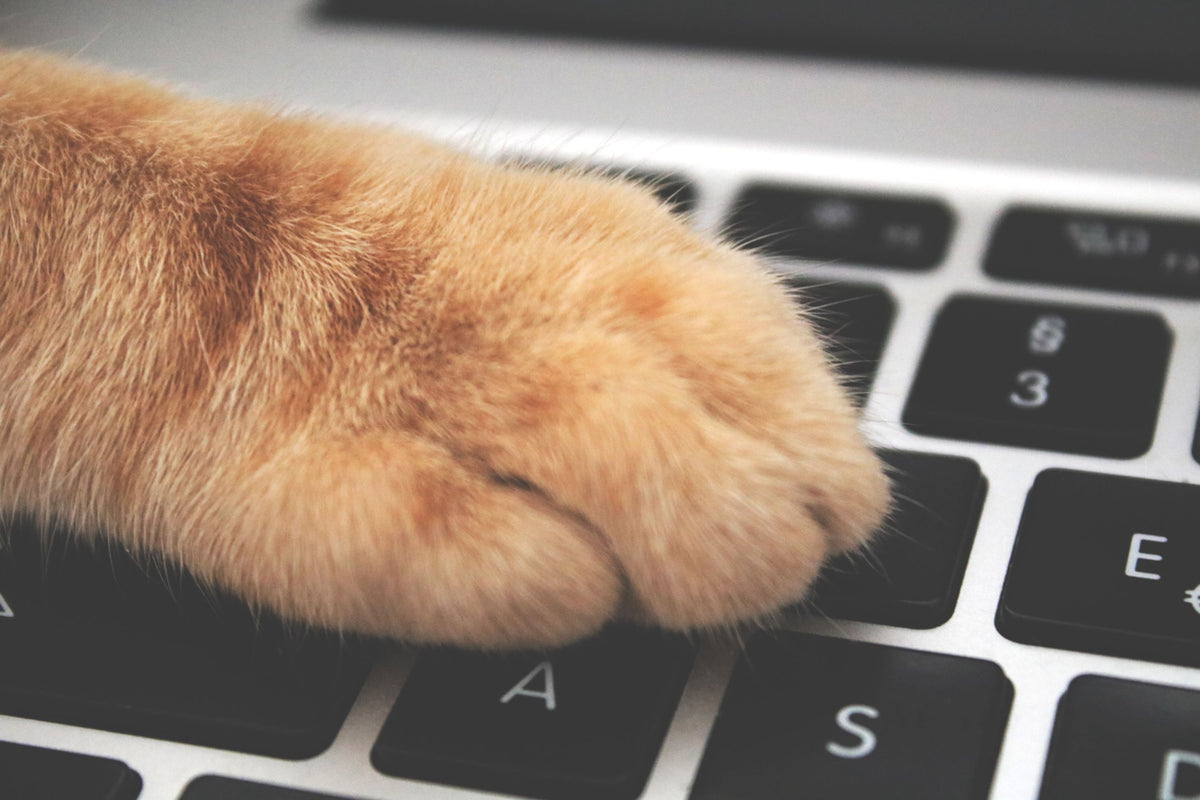 Kat en hond liggen samen naast elkaar op de vloer
