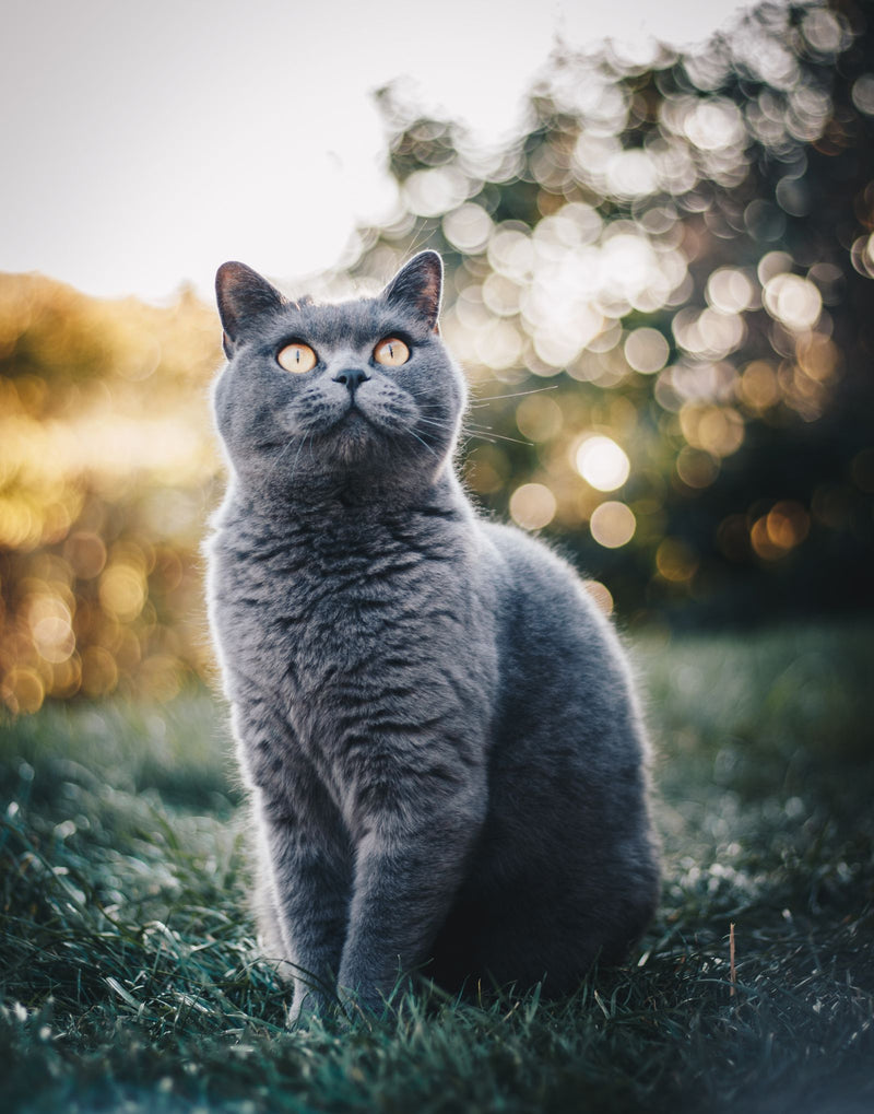 Grijze kat zit buiten in het gras en kijkt omhoog