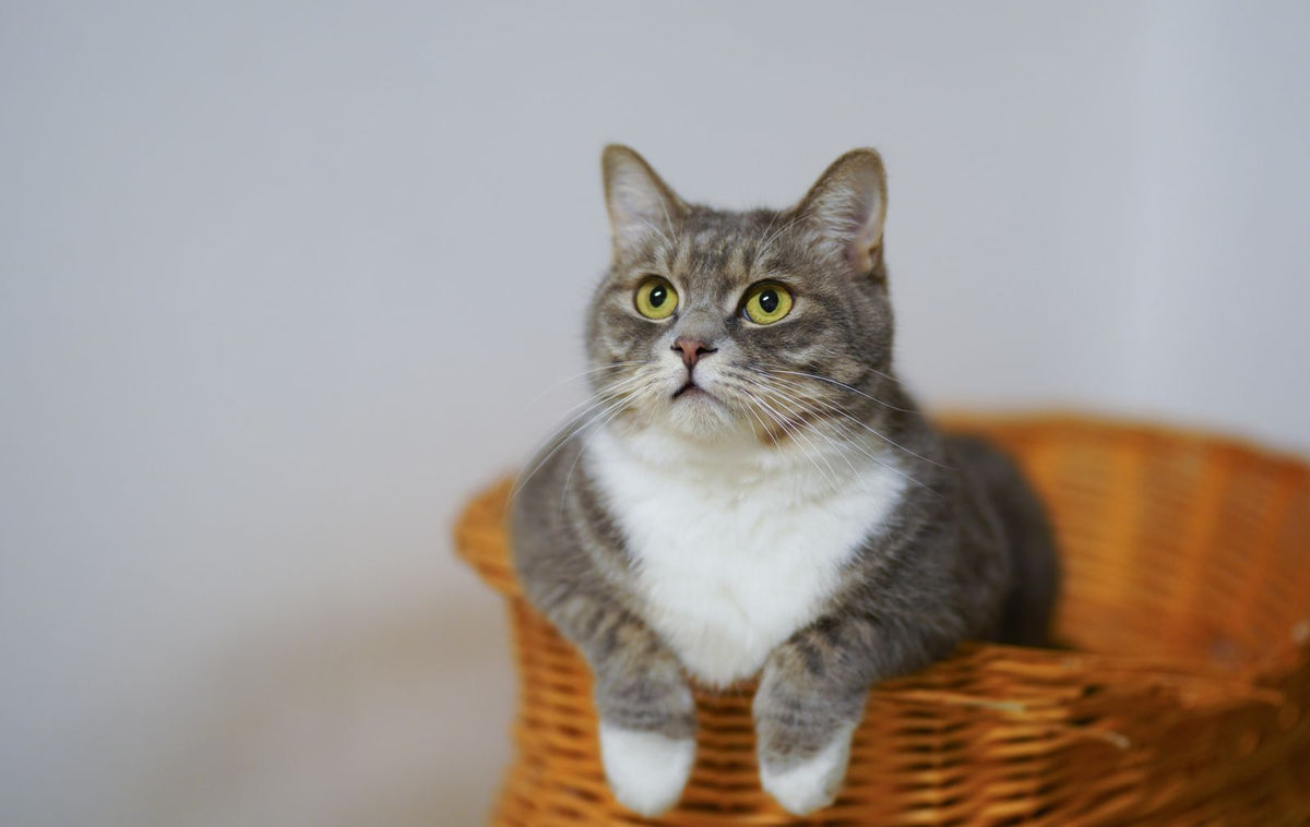 Grijs-witte kat zittend in een rieten mand