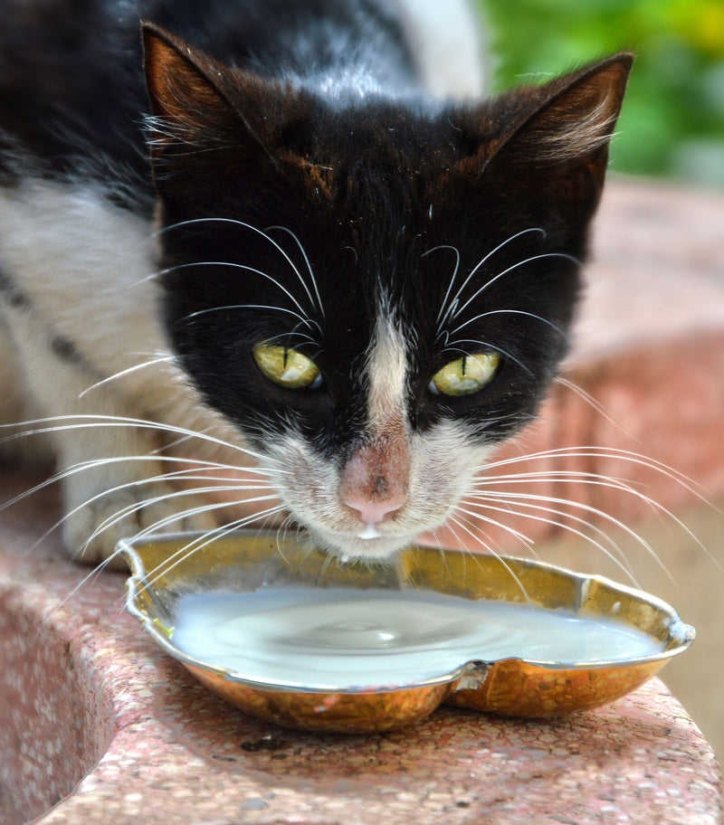 Kat drinkt uit een schaaltje melk
