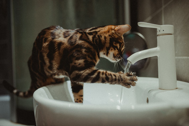 Kat drinkt water uit een wasbak