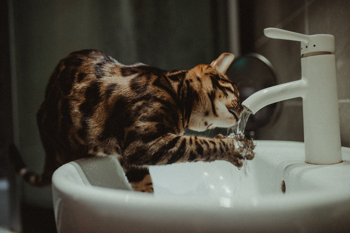 Katten