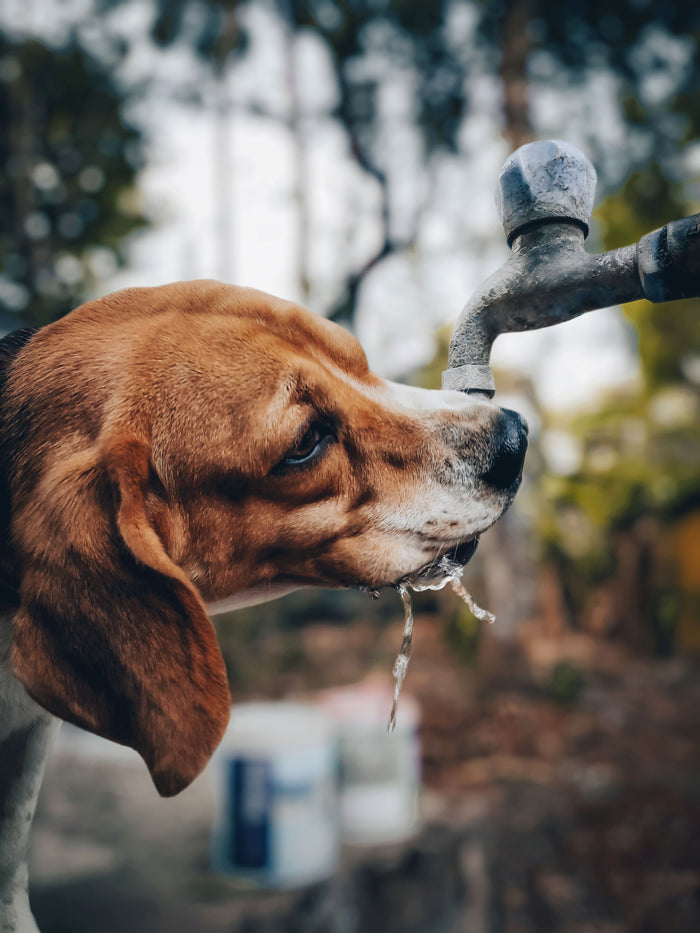 Hond drinkt water uit een buitenkraan