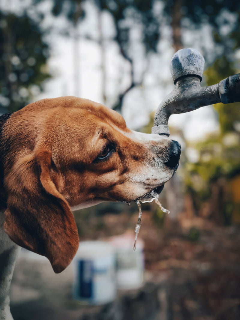 Hond drinkt water uit een buitenkraan