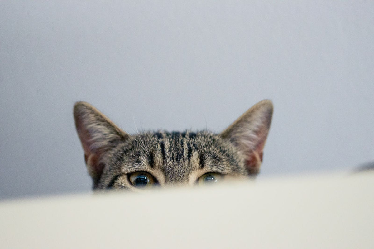 Nieuwsgierige kat kijkt over een tafelrand