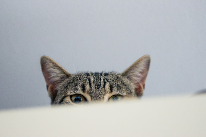 Nieuwsgierige kat kijkt over een tafelrand