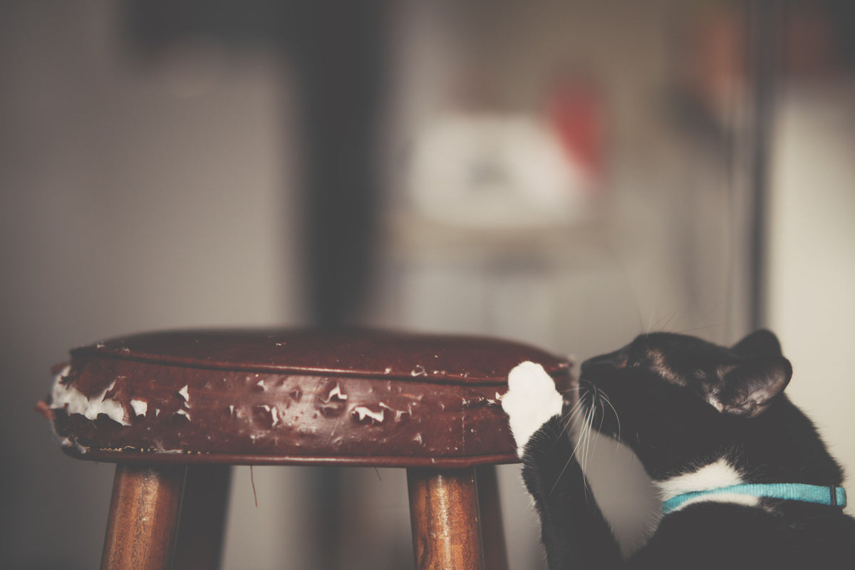 Zwart-witte kat die met haar nagels krabt aan een houten meubelstuk in huis