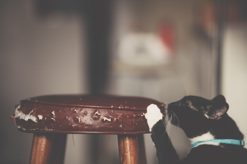Zwart-witte kat die met haar nagels krabt aan een houten meubelstuk in huis
