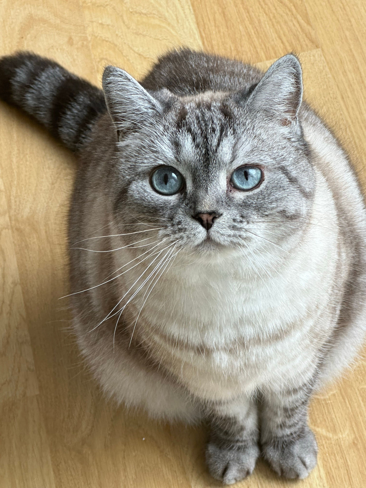 Kat kijkt omhoog en vraagt om aandacht