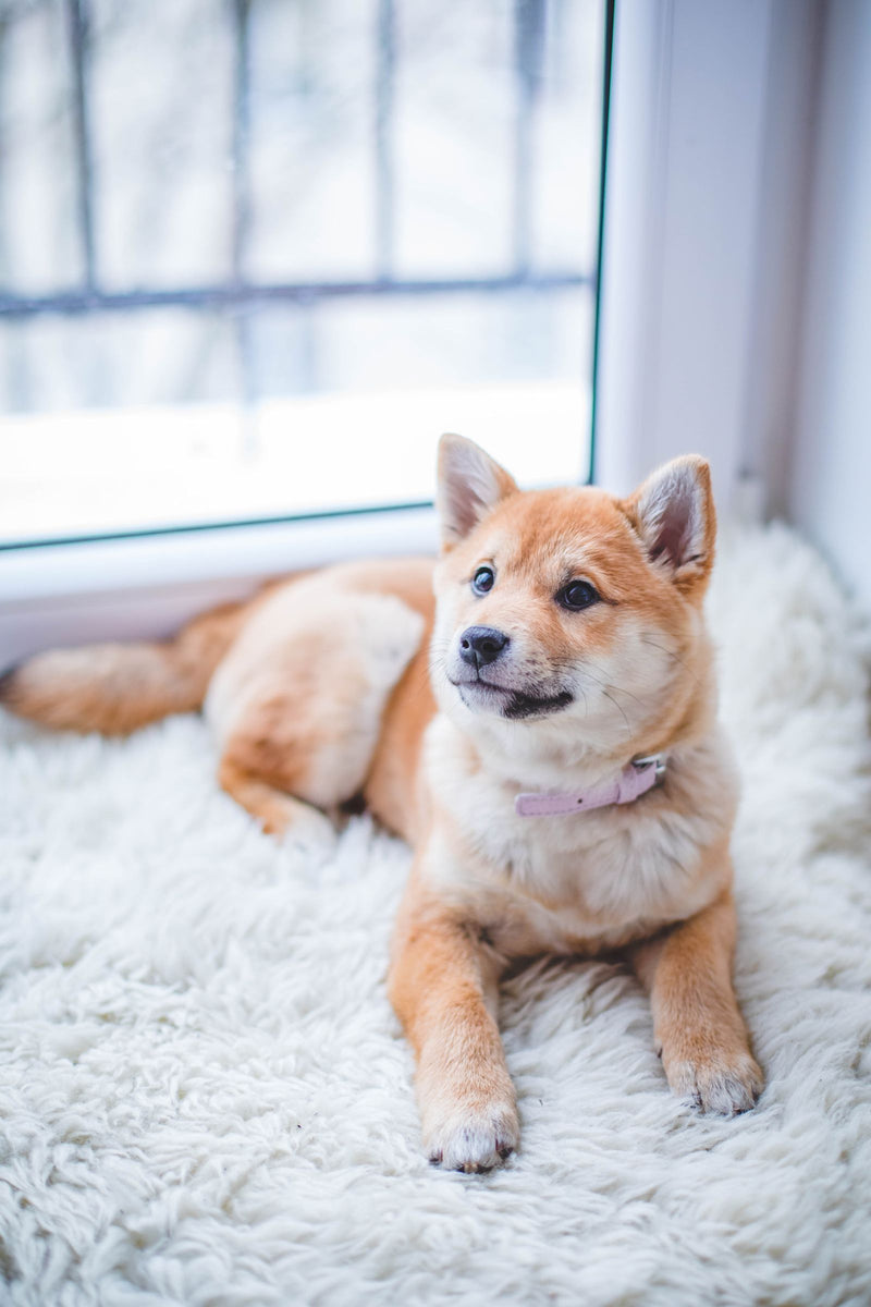 Oudere hond ligt rustig te rusten op een houten vloer