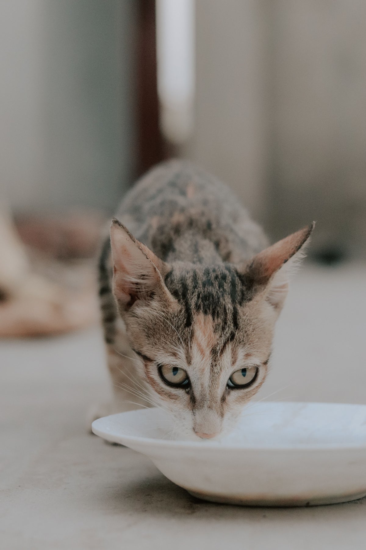 Kat drinkt water uit een witte schaal op de vloer