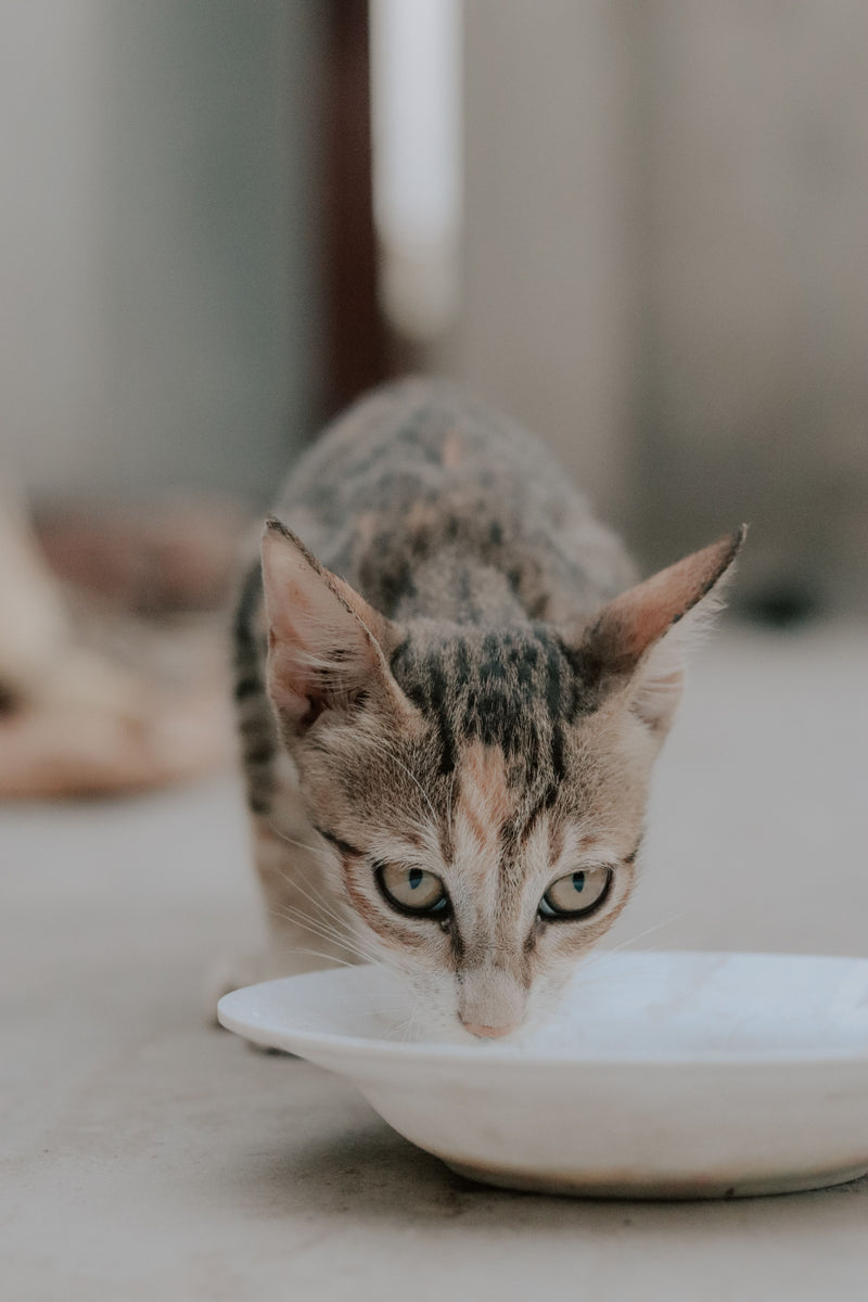Kat drinkt water uit een witte schaal op de vloer