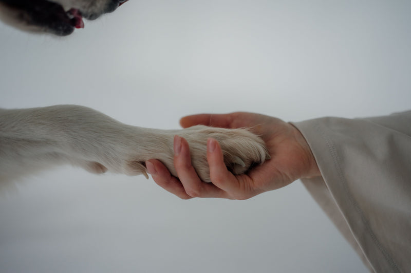 Persoon houdt voorzichtig de poot van een hond vast voor verzorging