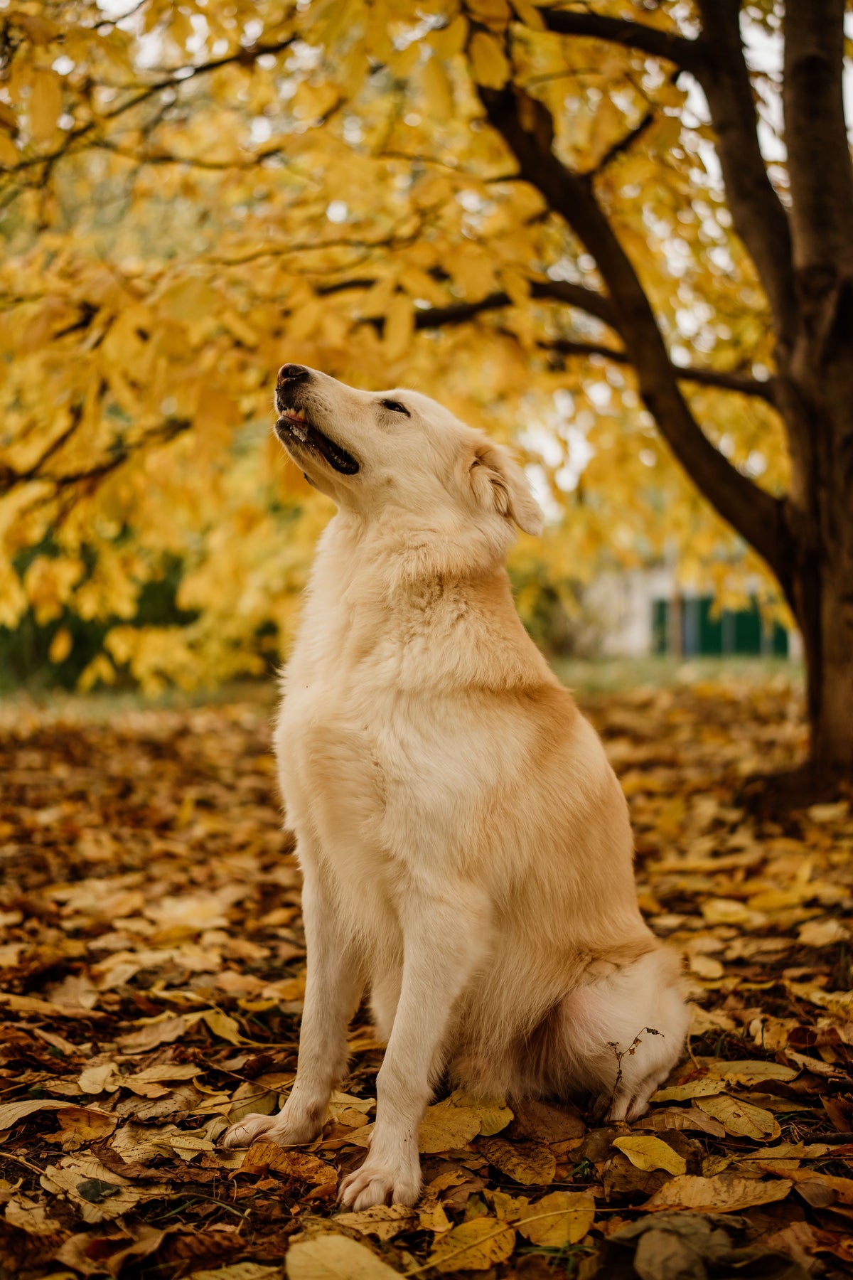 Golden retriever die in het park zit tussen gele herfstbladeren