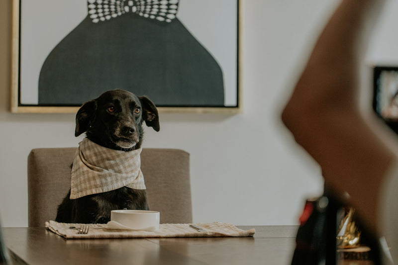 Hond kijkt verlangend naar eten aan tafel