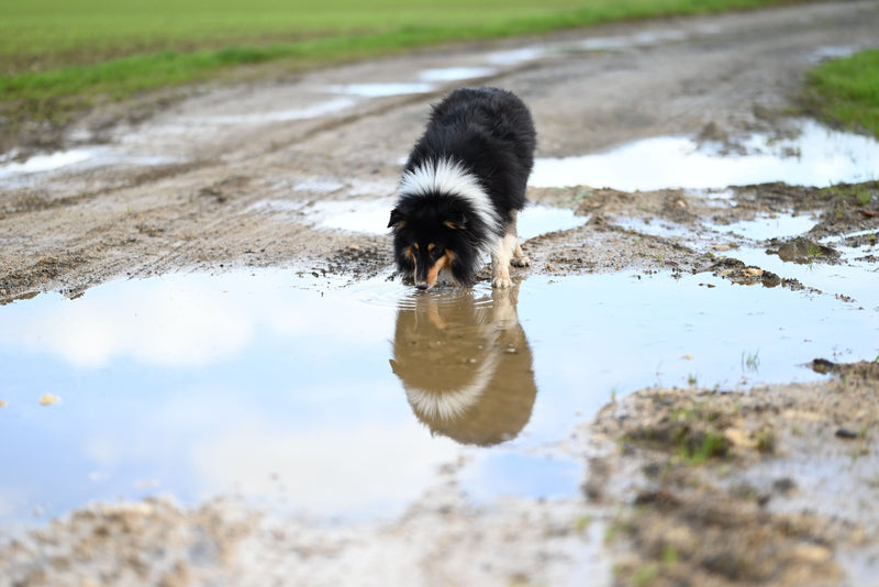 Hond drinkt water buiten in de zon