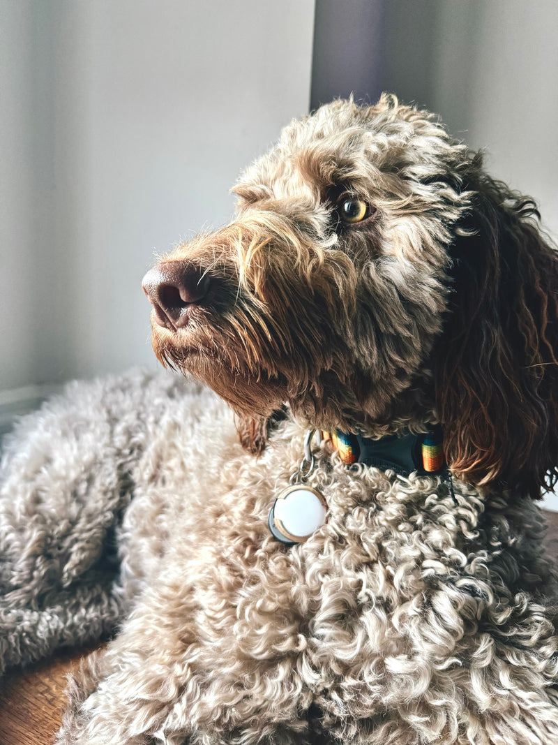 Witte labradoodle met krullende vacht