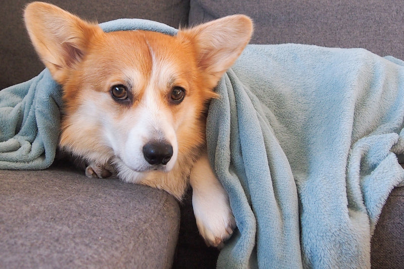 Hond ligt onder een deken op de sofa