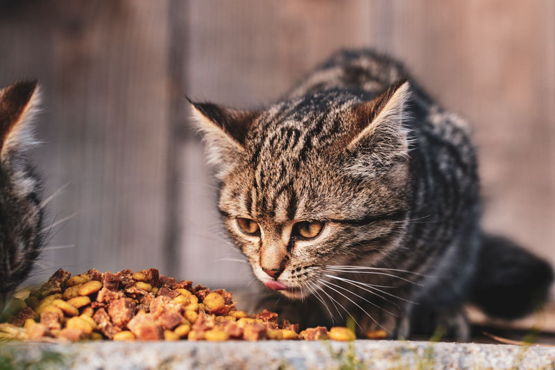 Cyperse kat eet brokjes uit een voerbak
