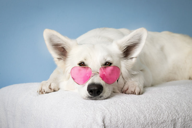 Witte hond met roze zonnebril rustig op een kussen
