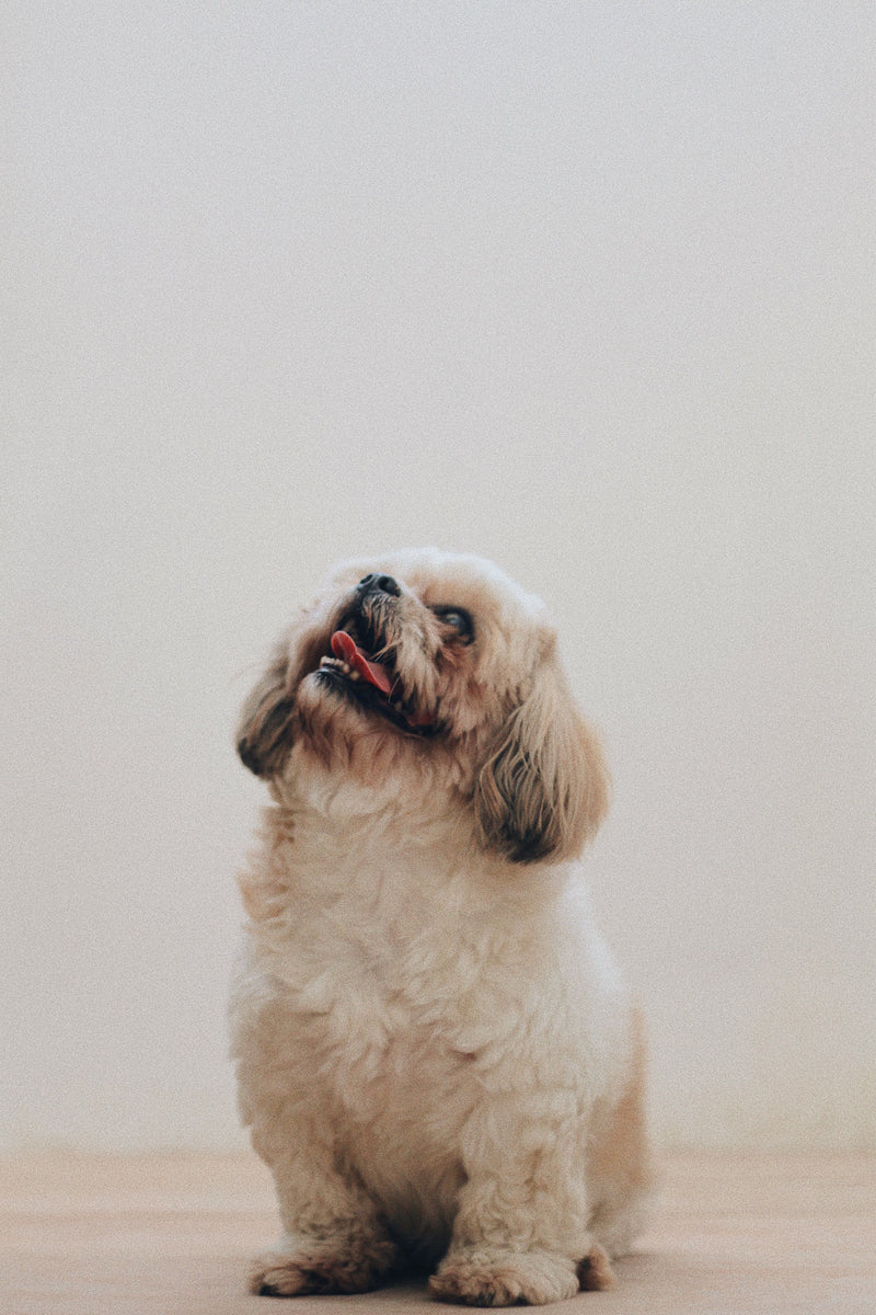 Kleine hond met ruige vacht kijkt opzij