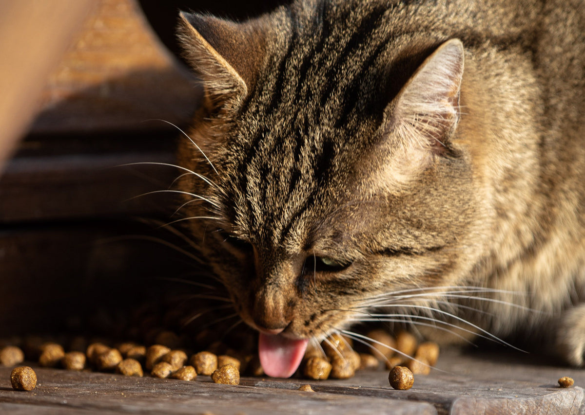 Close-up van een cyperse kat die droge brokjes eet uit een voerbak