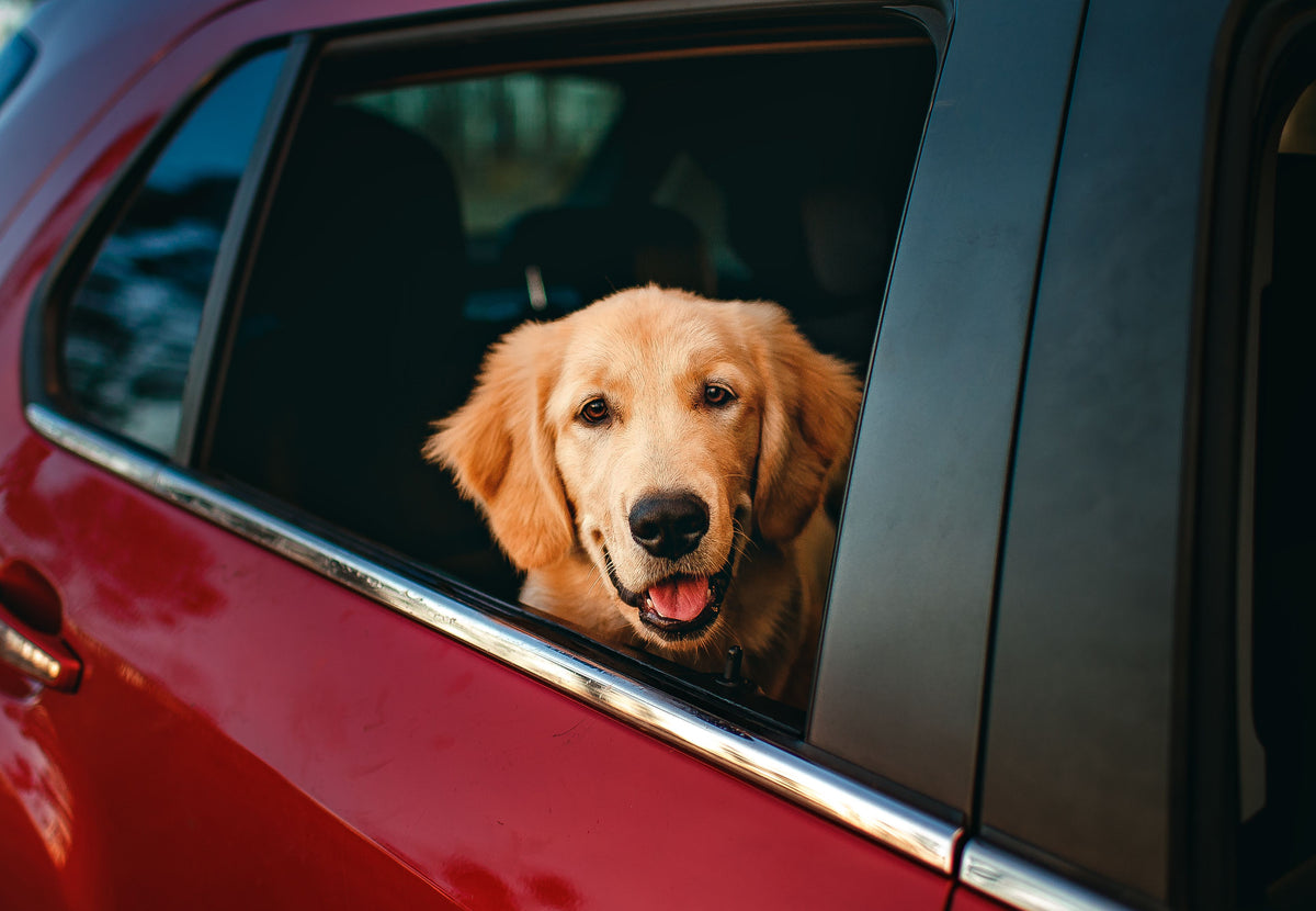 Hond kijkt uit het autoraam tijdens een rit