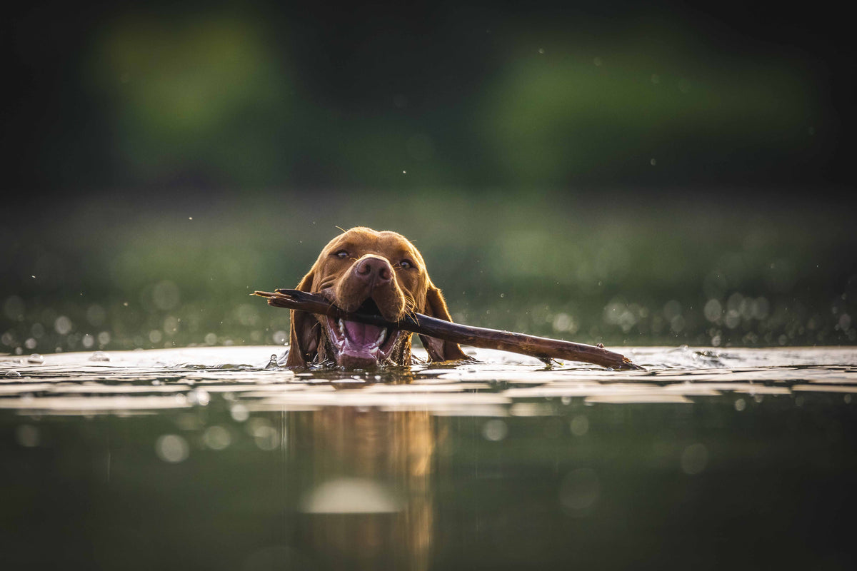 Hond zwemt in natuurlijk water met een stok in de bek