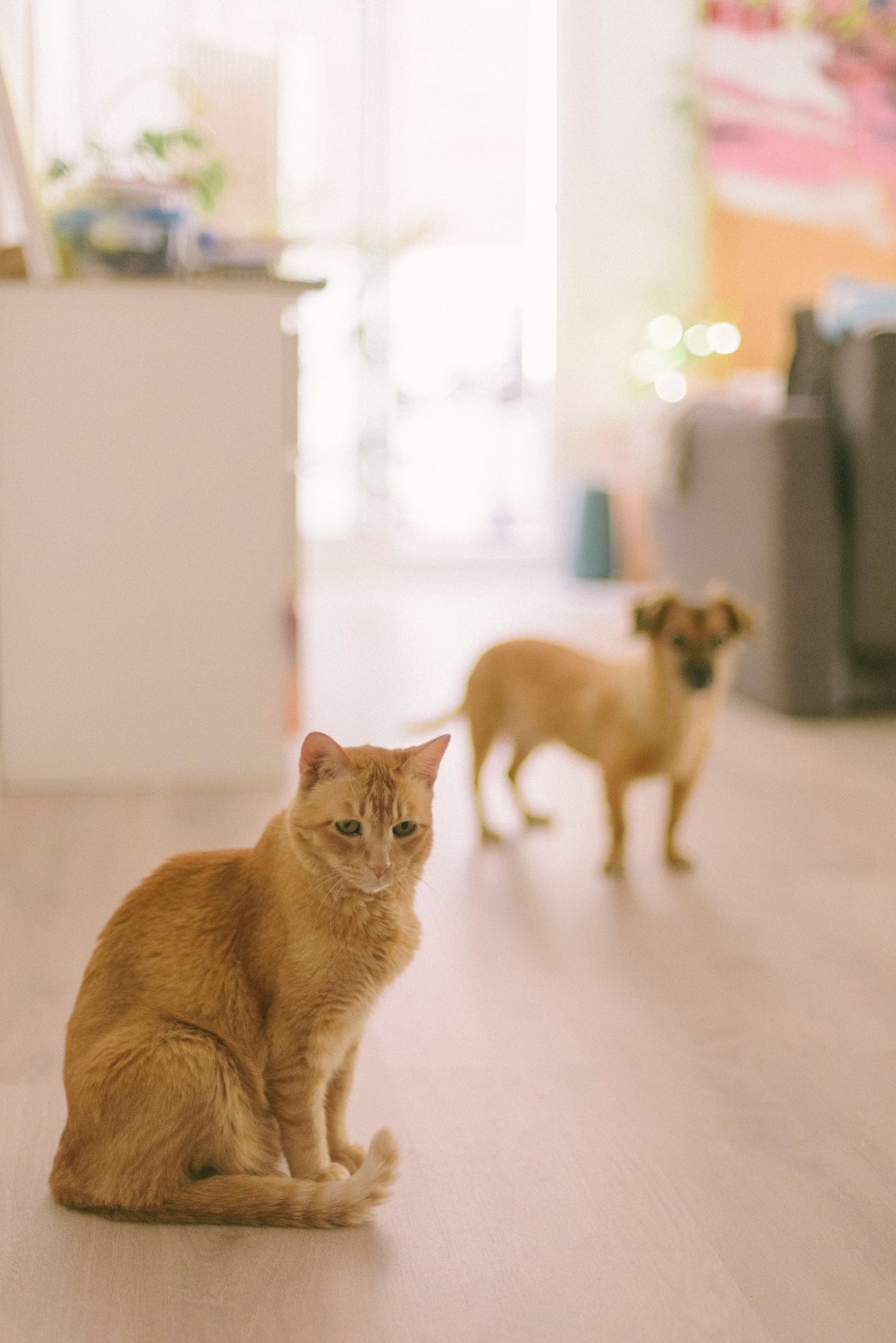 Kat en hond op de vloer van een woonkamer