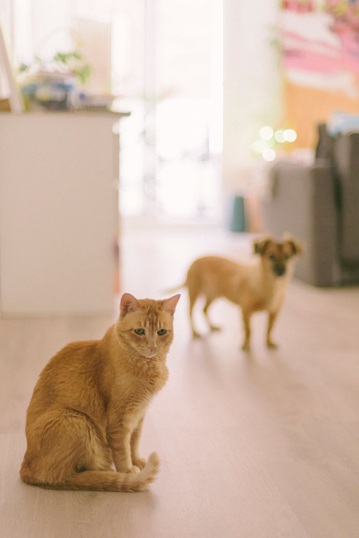 Kat en hond op de vloer van een woonkamer