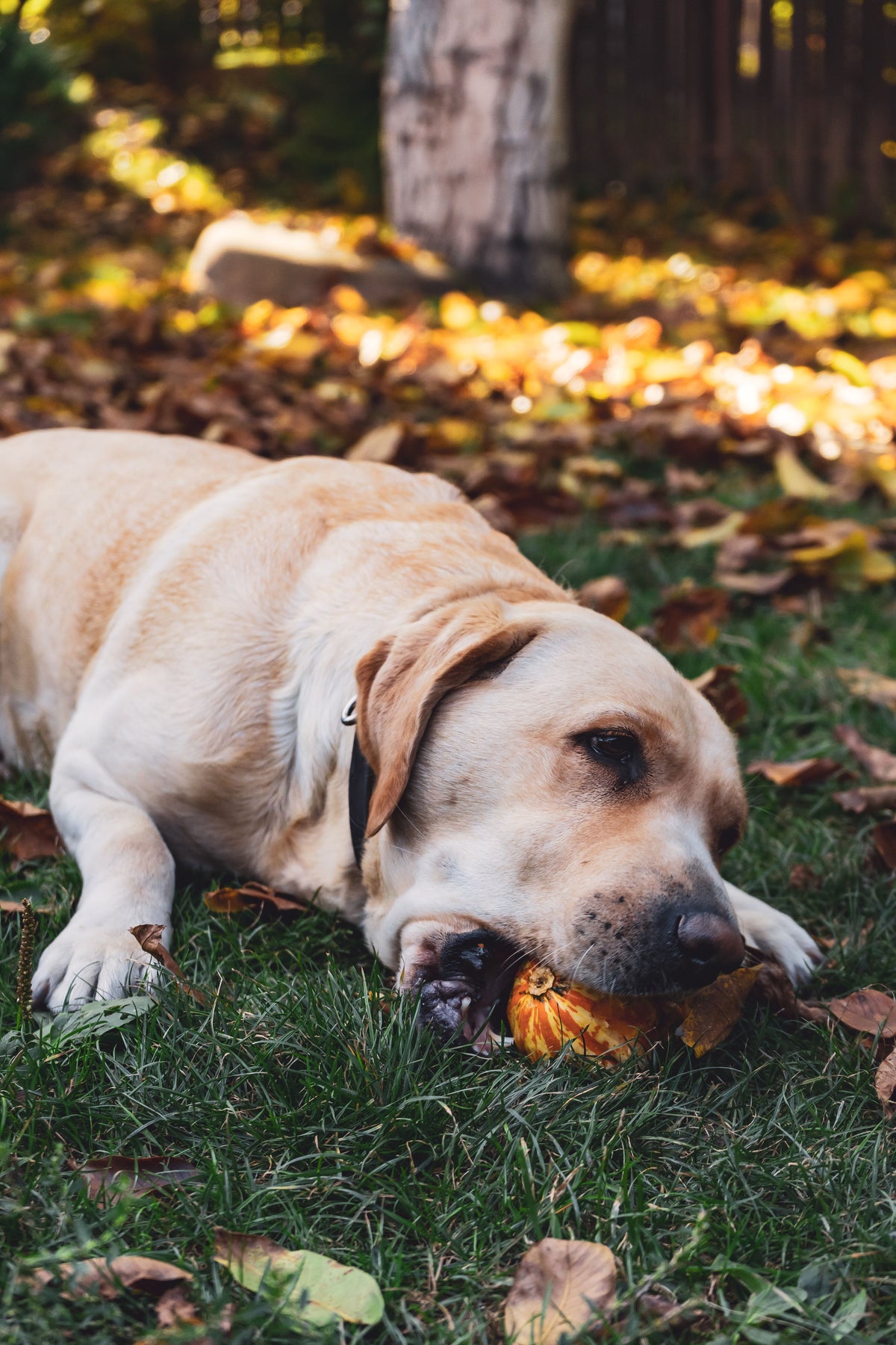 Labrador in het gras naast een pompoen tijdens de herfst