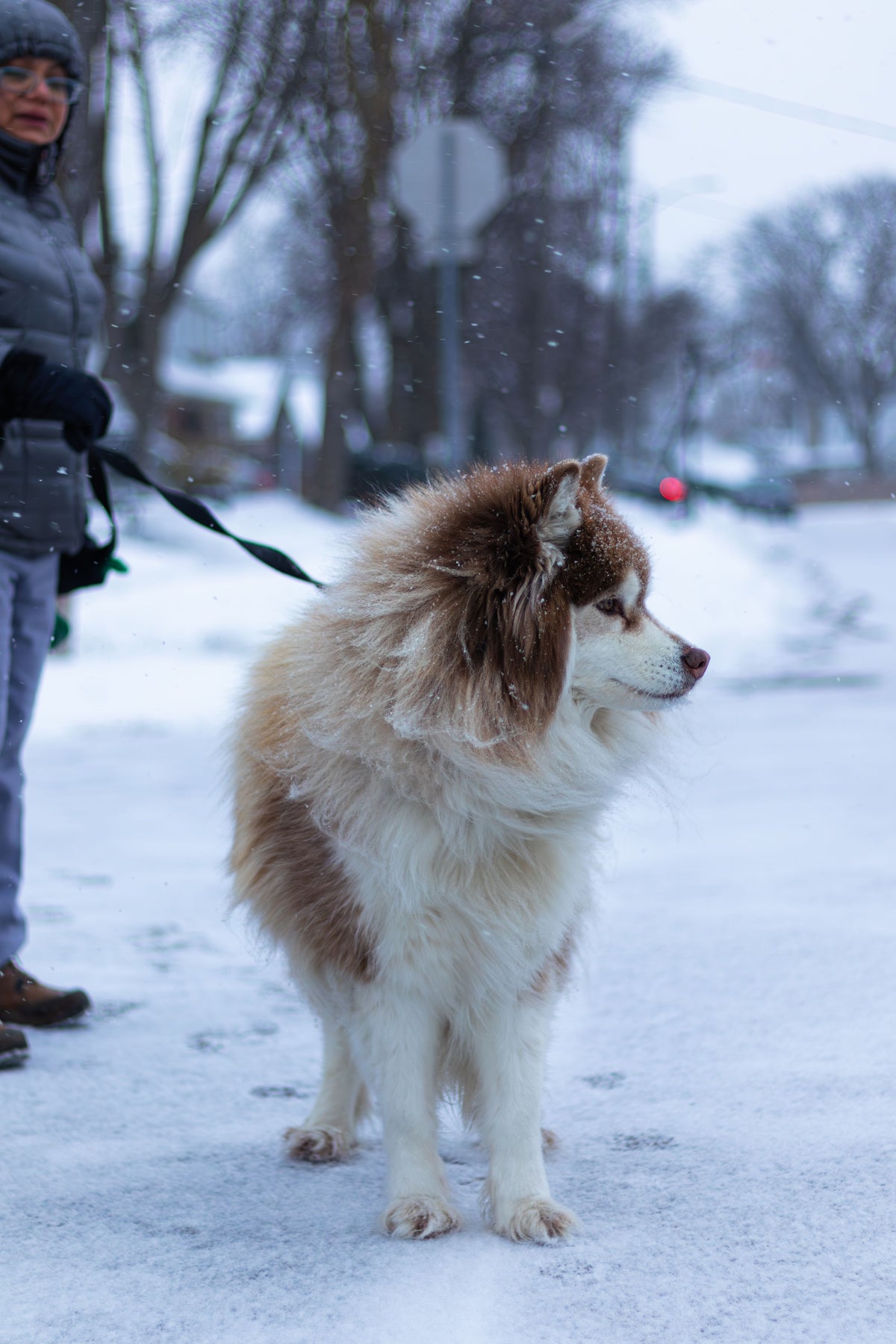 Pluizige husky aan de leiband op een besneeuwde straat