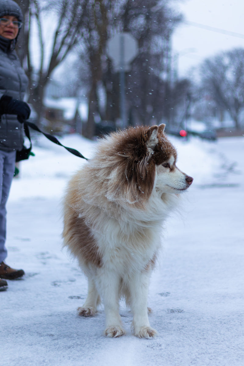 Pluizige husky aan de leiband op een besneeuwde straat