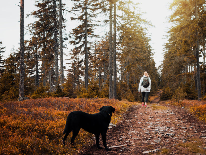 Hond wandelt met zijn baasje over een bospad tussen herfstbladeren