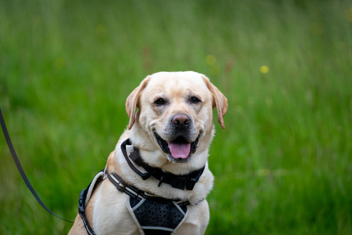Blije hond buiten in de tuin
