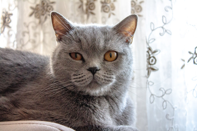 Grijze Britse korthaar kat in close-up met dichte pluchen vacht