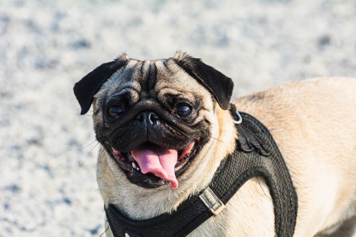Hond met tong uit de bek in de zon op een warme zomerdag