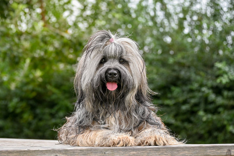 Hond ligt buiten te rusten in de zomerzon