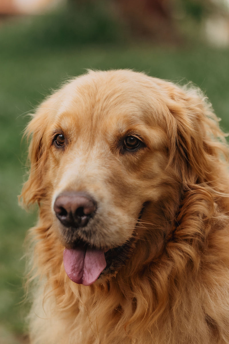 Hond met dikke vacht buiten in de zon op een warme zomerdag