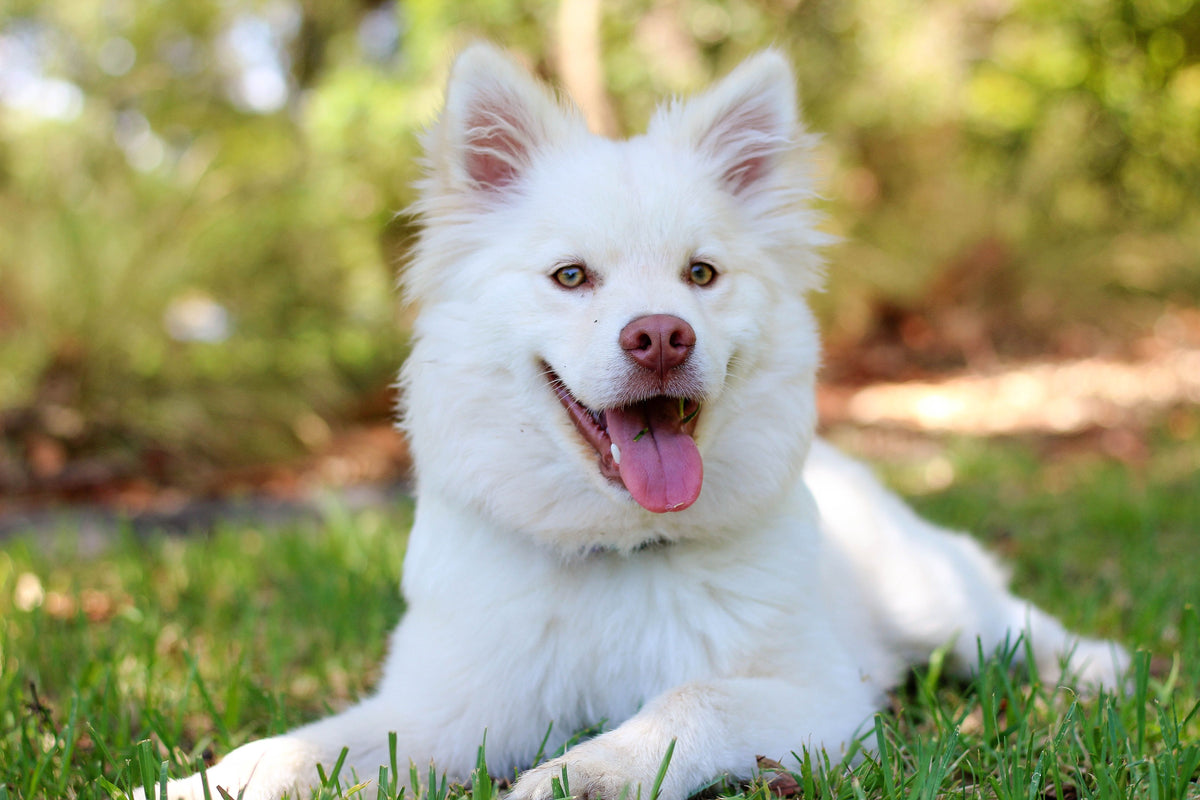 Witte hond ligt ontspannen in het gras