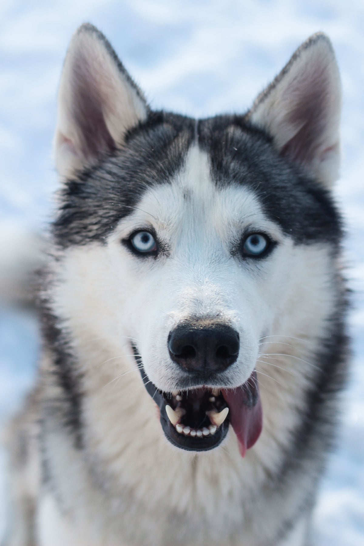 Husky met dikke vacht, een hond die twee keer per jaar ruit