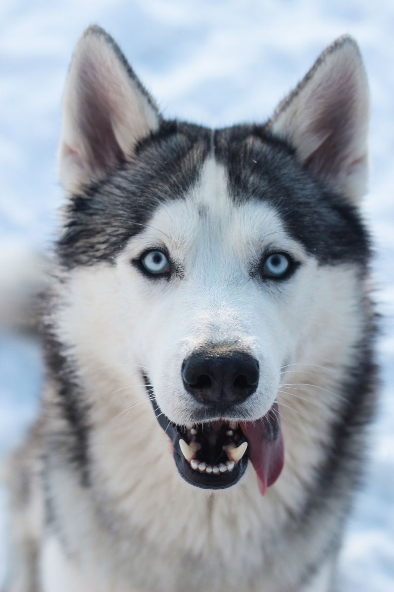 Husky met dikke vacht, een hond die twee keer per jaar ruit