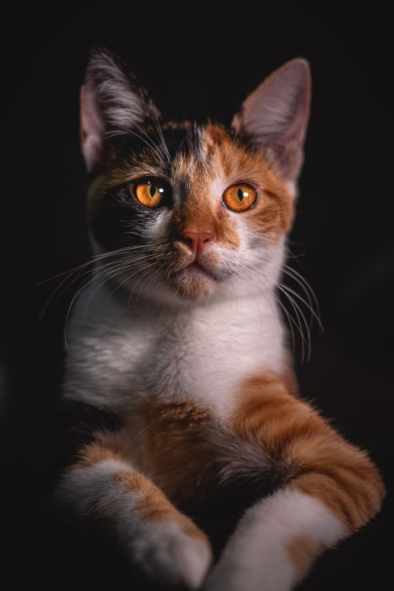 Driekleurige kat met oranje ogen kijkt in de camera